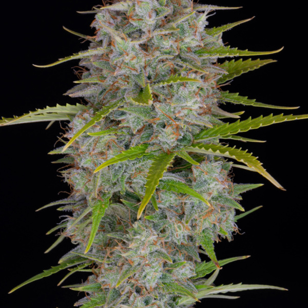 Orange Sherbet Auto (FastBuds) feminisiert