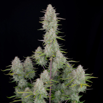 Wedding Cheesecake Auto (FastBuds) feminisiert