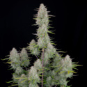 Wedding Cheesecake Auto (FastBuds) feminisiert