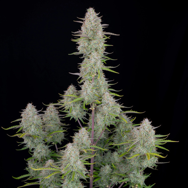 Wedding Cheesecake Auto (FastBuds) feminisiert
