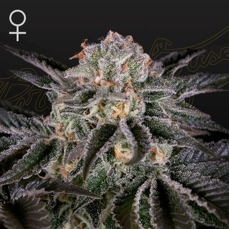 Wonder Pie (Greenhouse Seeds) feminisiert