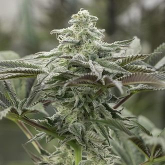 Lemon Citron (Humboldt Seed Organization) feminisiert Lemon Citron (Humboldt Seed Organization) feminisiert