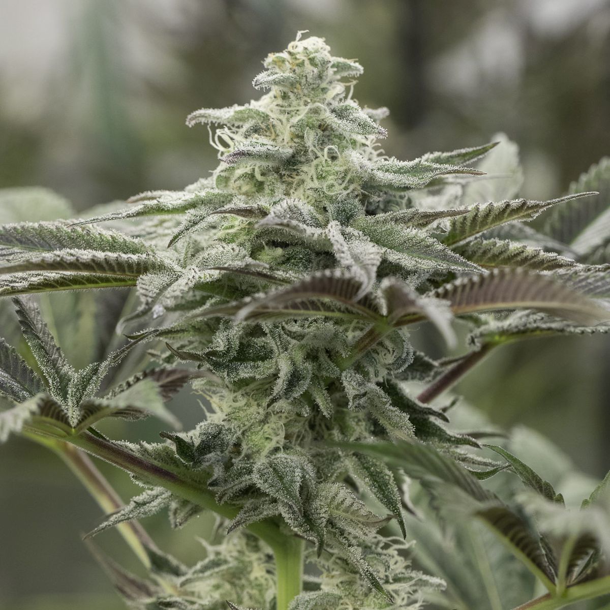 Lemon Citron Feminisiert (Humboldt Seed Company)