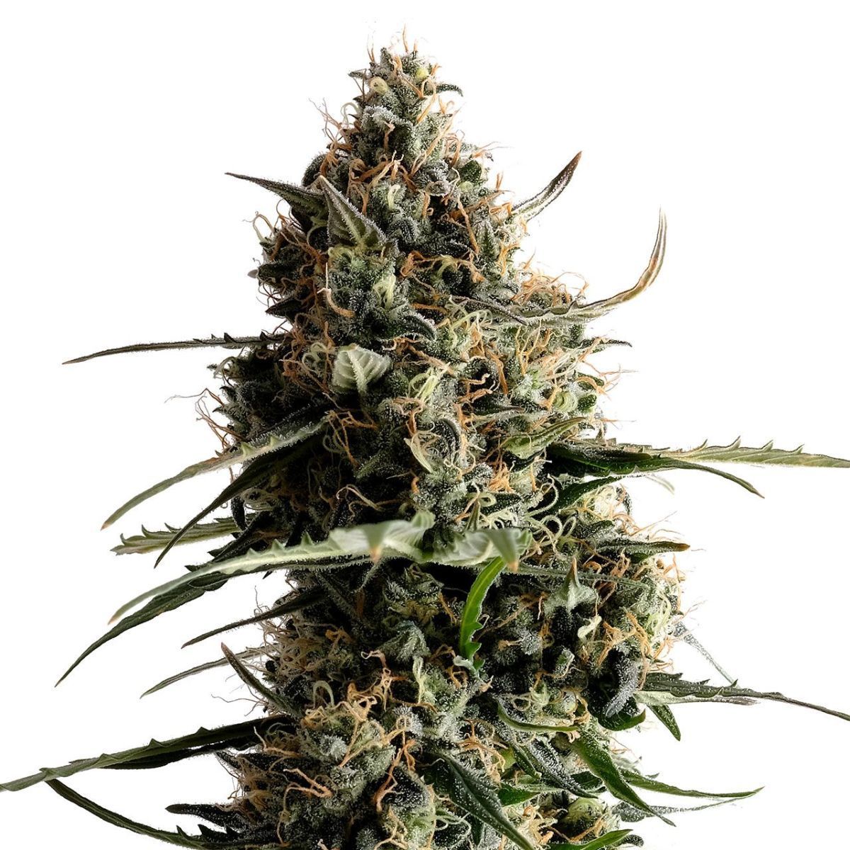 Kickass Auto (Kannabia) feminisiert