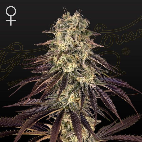 Kong's Krush (Greenhouse Seeds) feminisiert