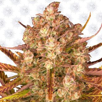 Dos Si Dos Auto (Barney's Farm) feminisiert Dos Si Dos Auto (Barney's Farm) feminisiert