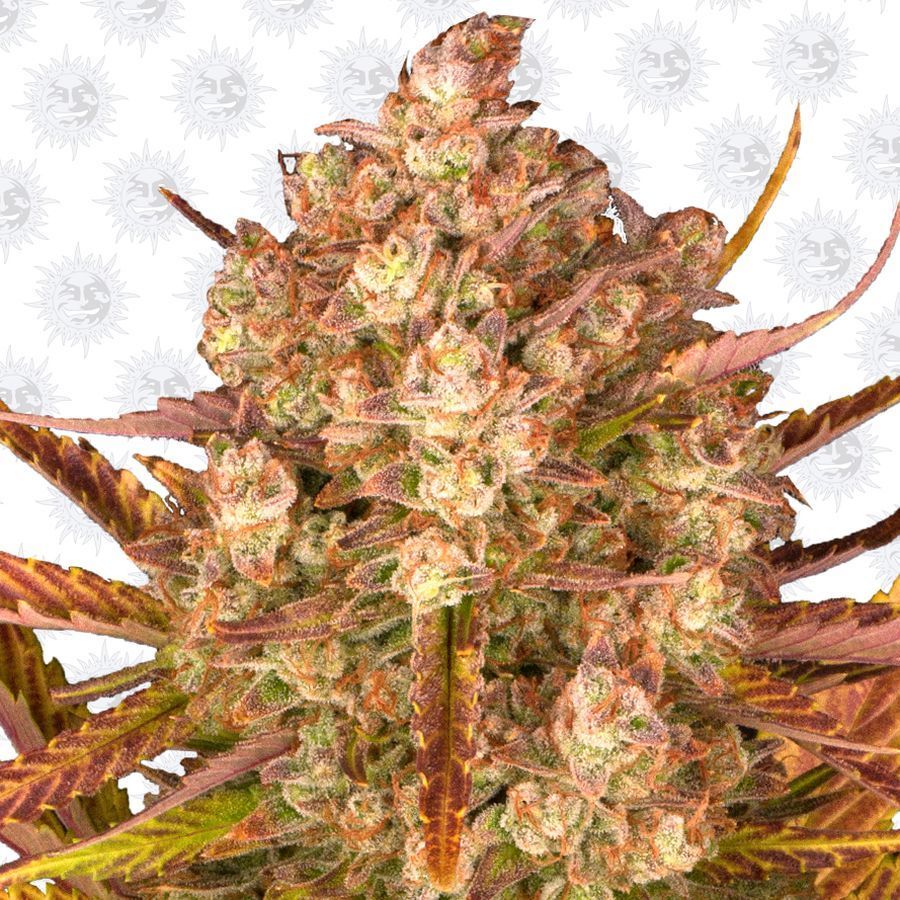 Do-Si-Dos Auto (Barney's Farm)