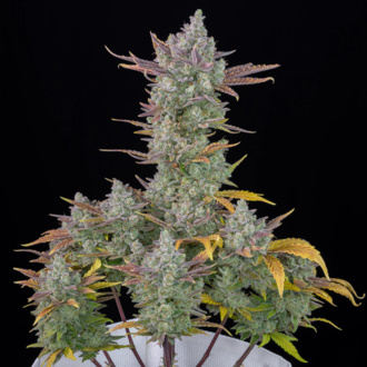 Gorilla Cookies Auto (FastBuds) feminisiert