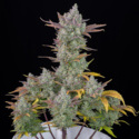 Gorilla Cookies Auto (FastBuds) feminisiert