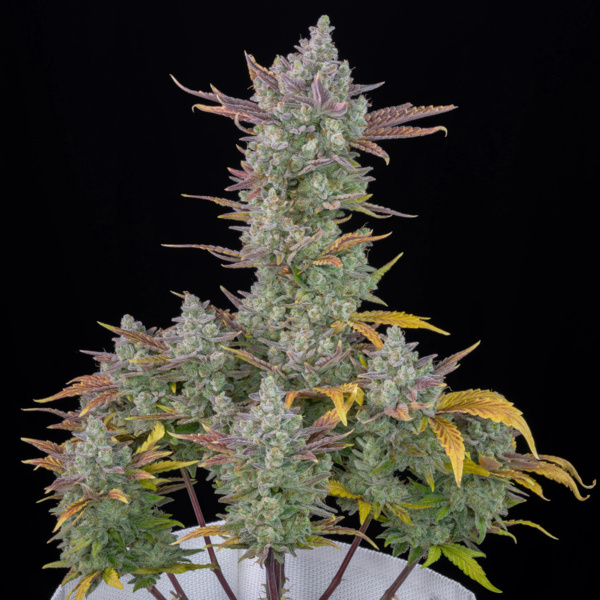 Gorilla Cookies Auto (FastBuds) feminisiert