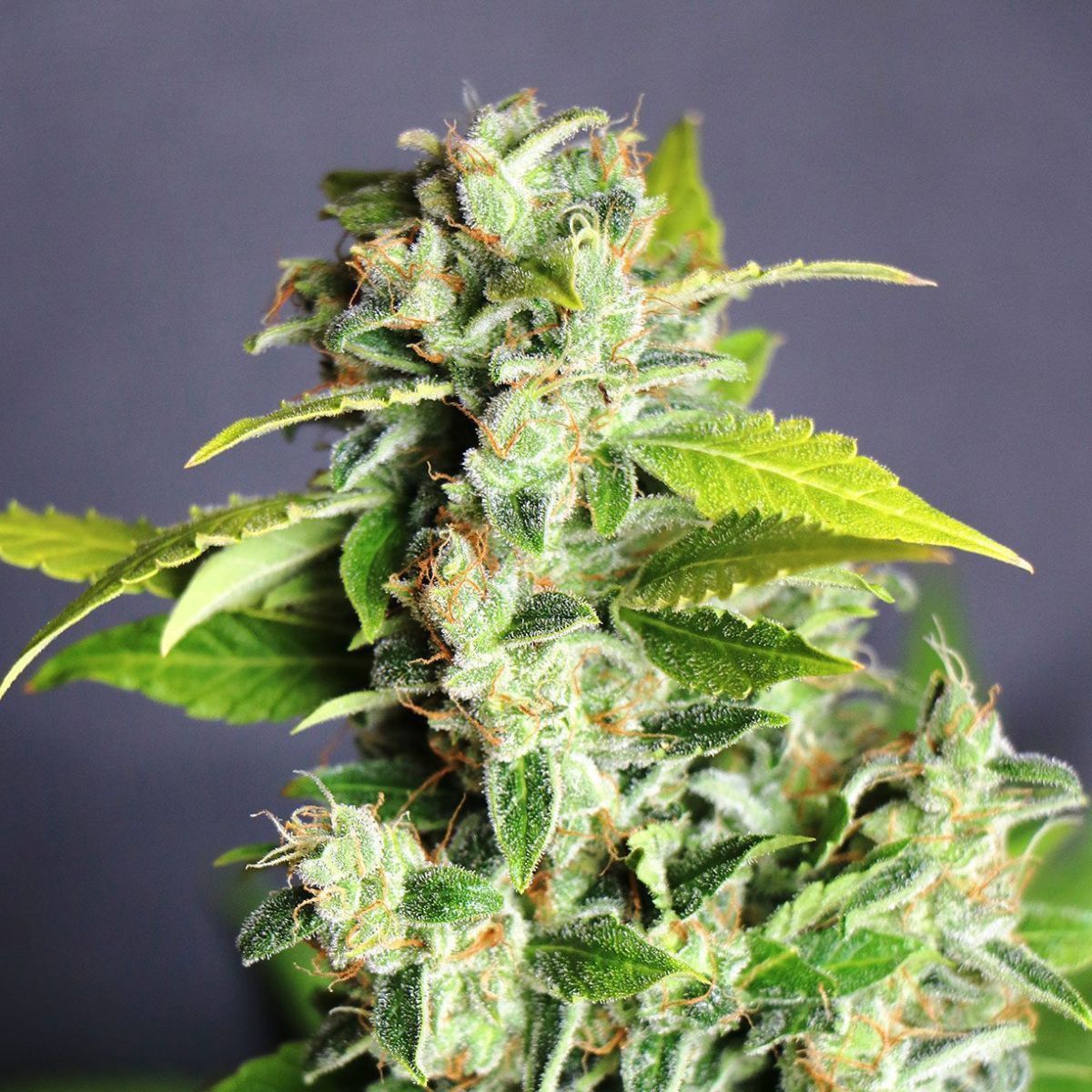 Mikromaschine Auto (Kannabia)