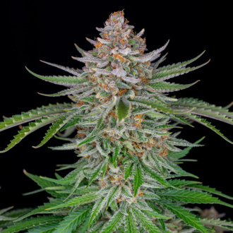Strawberry Pie Auto (FastBuds) feminisiert