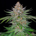 Strawberry Pie Auto (FastBuds) feminisiert