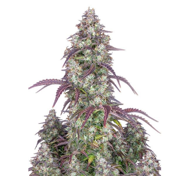 Lemon Pie Auto (FastBuds) feminisiert