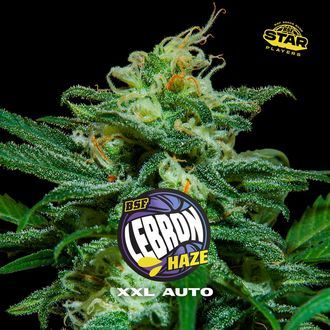 Lebron Haze XXL Auto (BSF Seeds) feminisiert