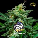 Lebron Haze XXL Auto (BSF Seeds) feminisiert
