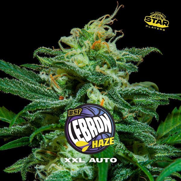 Lebron Haze XXL Auto (BSF Seeds) feminisiert