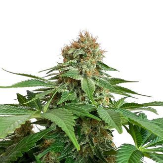 Grapefruit Superstar (Amsterdam Genetics) feminisiert Grapefruit Superstar (Amsterdam Genetics) feminisiert