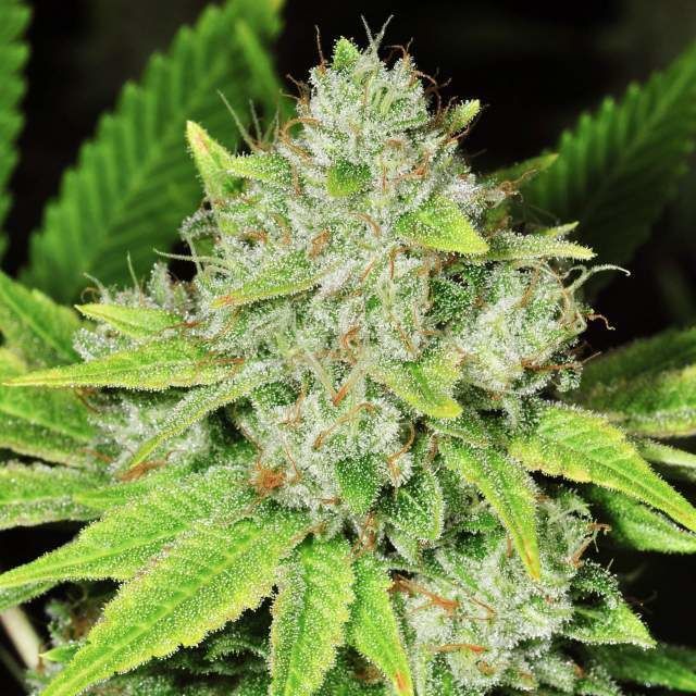 Original Glue Feminisiert (Nirvana Seeds)