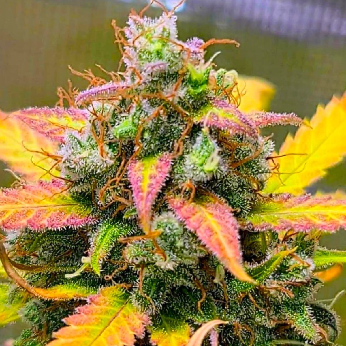 Strawberry Banana | BSB Genetics | Cannabissamen