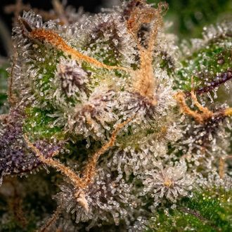 Runtz Automatic (Zamnesia Seeds) feminisiert