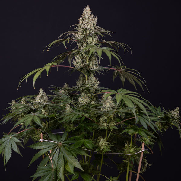 Runtz Automatic (Zamnesia Seeds) feminisiert