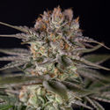 Runtz Automatic (Zamnesia Seeds) feminisiert