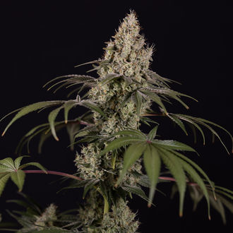 Runtz Automatic (Zamnesia Seeds) feminisiert