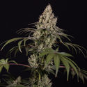 Runtz Automatic (Zamnesia Seeds) feminisiert