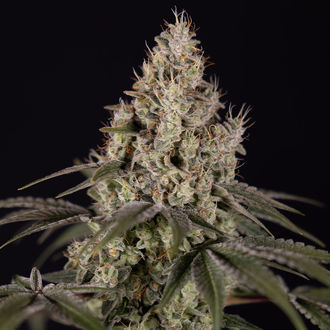 Runtz Automatic (Zamnesia Seeds) feminisiert