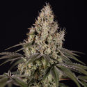 Runtz Automatic (Zamnesia Seeds) feminisiert