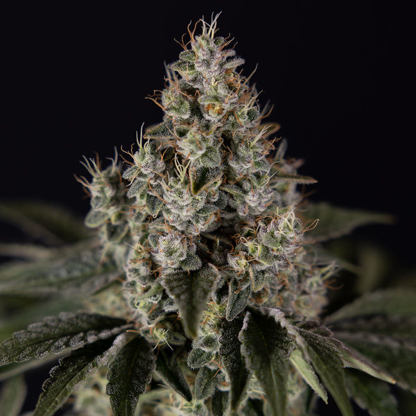 Runtz Automatic (Zamnesia Seeds) feminisiert