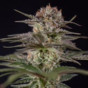 Runtz Automatic (Zamnesia Seeds) feminisiert