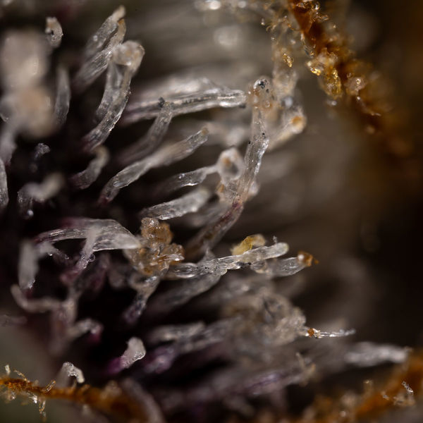 Runtz Automatic (Zamnesia Seeds) feminisiert