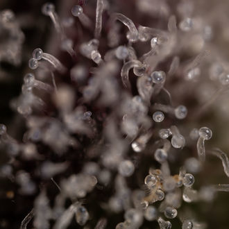 Runtz Automatic (Zamnesia Seeds) feminisiert