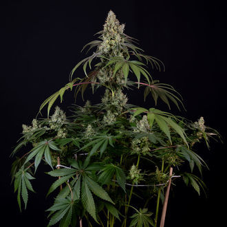 Runtz Automatic (Zamnesia Seeds) feminisiert