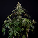Runtz Automatic (Zamnesia Seeds) feminisiert