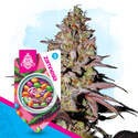 Runtz Automatic (Zamnesia Seeds) feminisiert