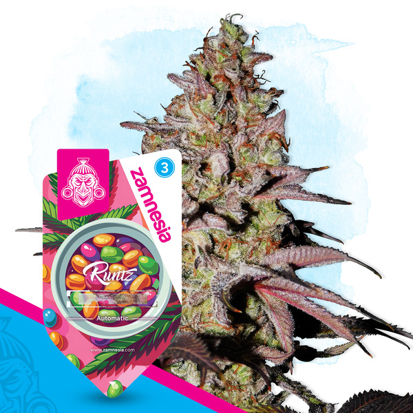 Runtz Automatic (Zamnesia Seeds) feminisiert