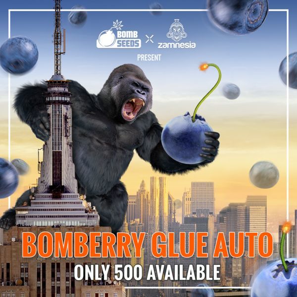 Bomberry Glue Auto (Bomb Seeds x Zamnesia) feminisiert