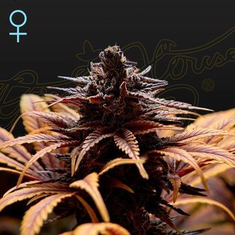 Deep Candy (Greenhouse Seeds) feminisiert
