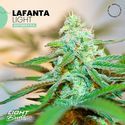 Lafanta Light Auto (Light Buds) feminisiert