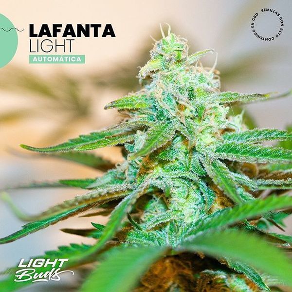 Lafanta Light Auto (Light Buds) feminisiert