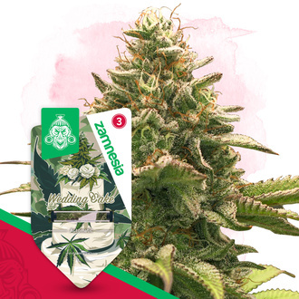 Wedding Cake Automatic (Zamnesia Seeds) feminisiert