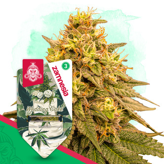 Wedding Cake (Zamnesia Seeds) feminisiert