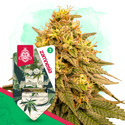 Wedding Cake (Zamnesia Seeds) feminisiert