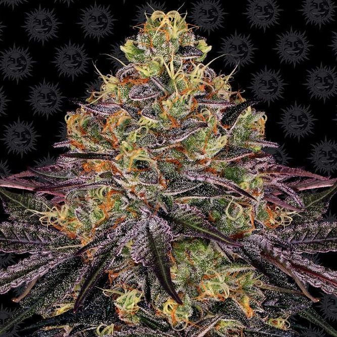 Watermelon Skittlez Feminisiert (Barney's Farm)