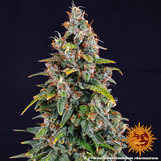 Watermelon Zkittlez Auto (Barney's Farm) feminisiert Watermelon Zkittlez Auto (Barney's Farm) feminisiert