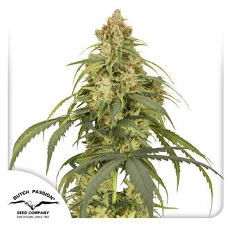 Auto CBD-Victory (Dutch Passion) feminisiert