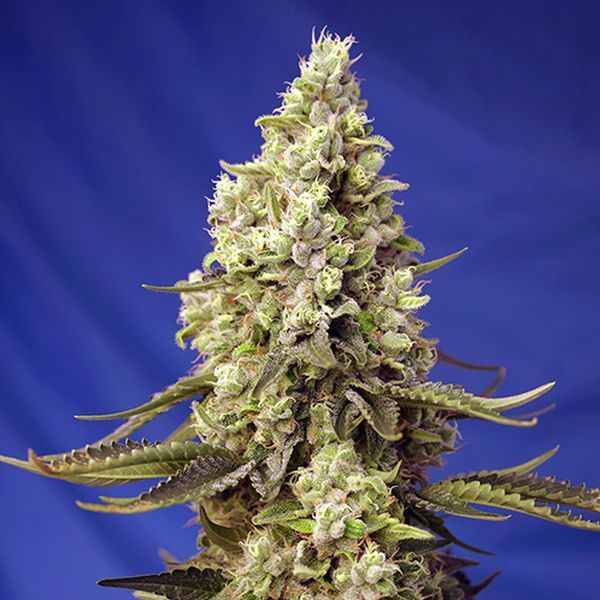 Runtz XL Auto (Sweet Seeds) feminisiert